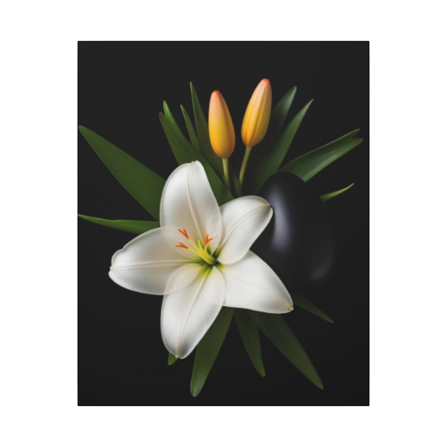 White lily with green leaves and yellow buds on a black background
