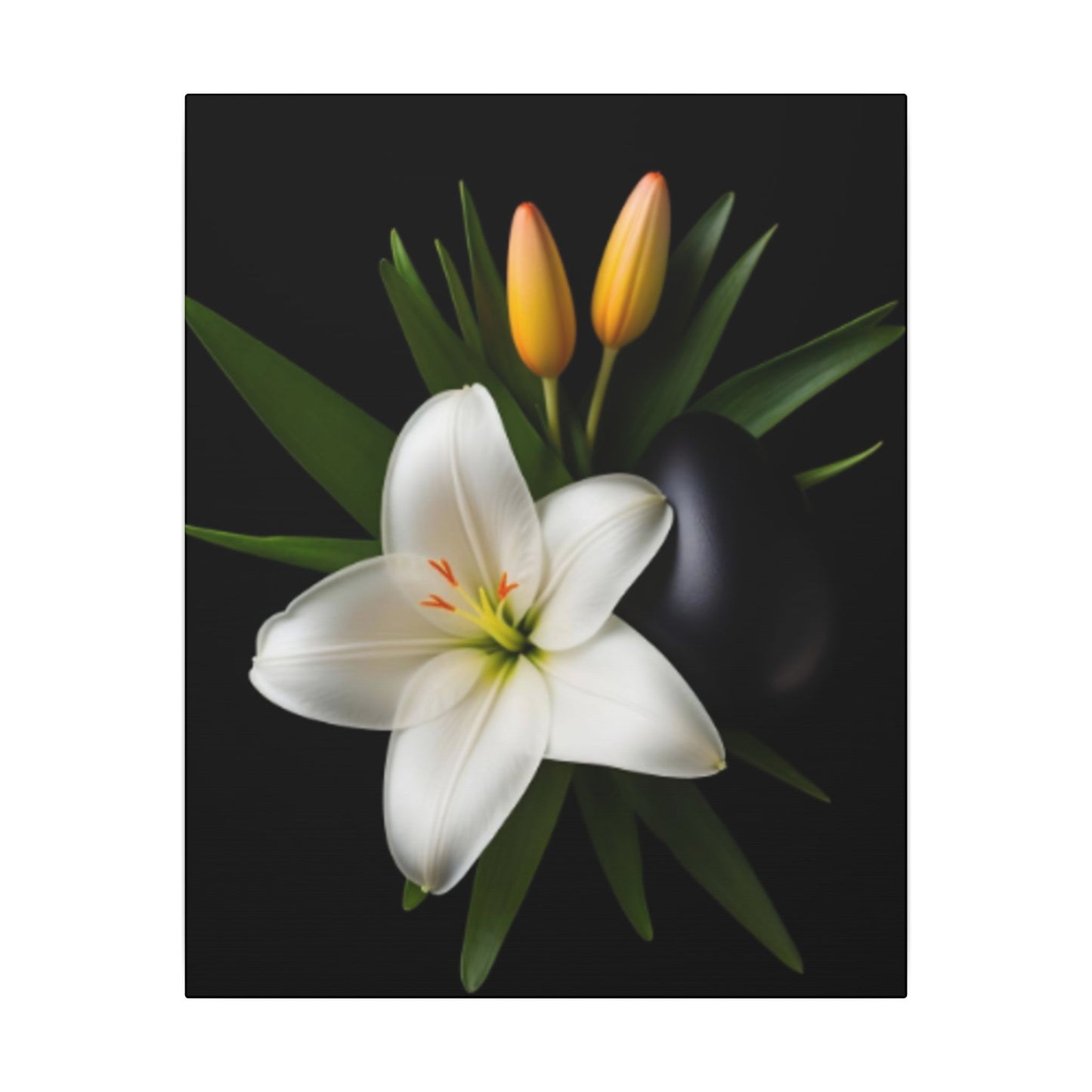 White lily flower with green leaves and two yellow buds on a black background