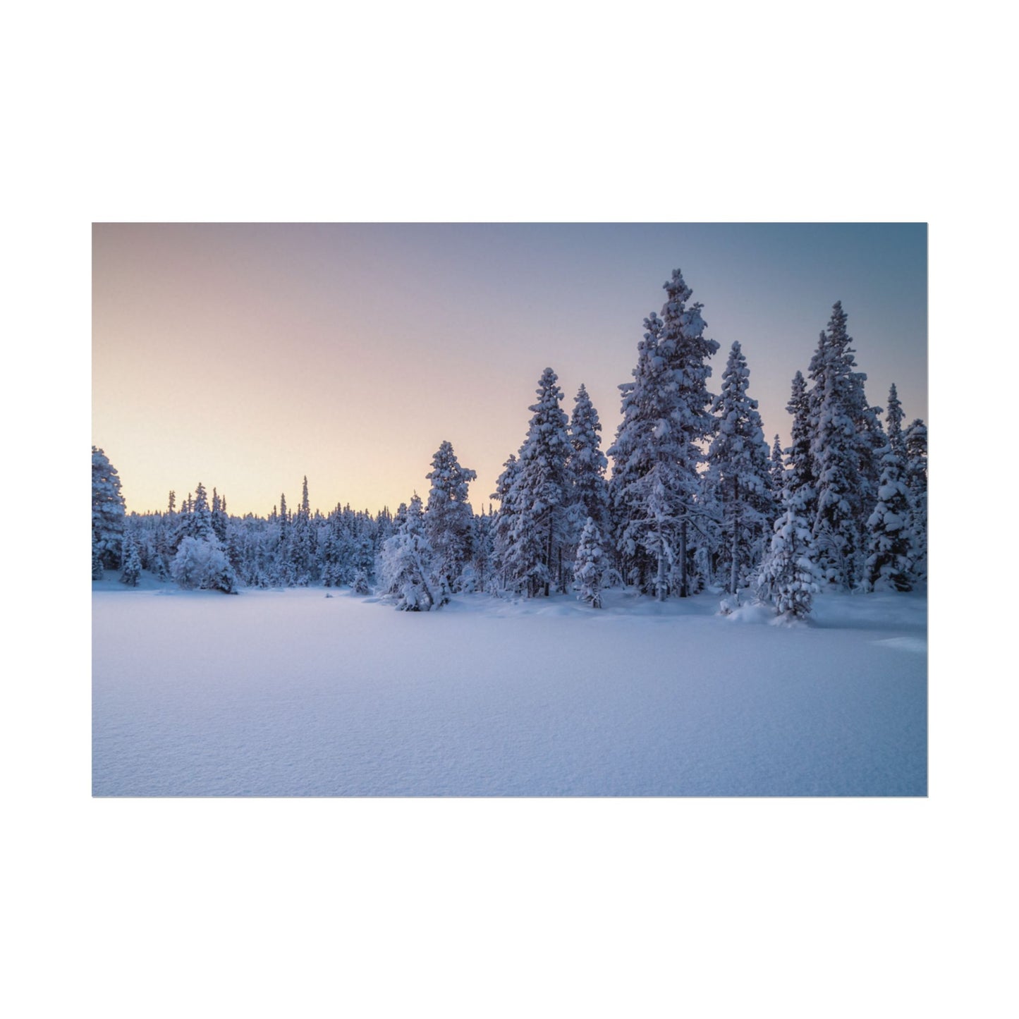 Snow-covered trees in a forest during winter