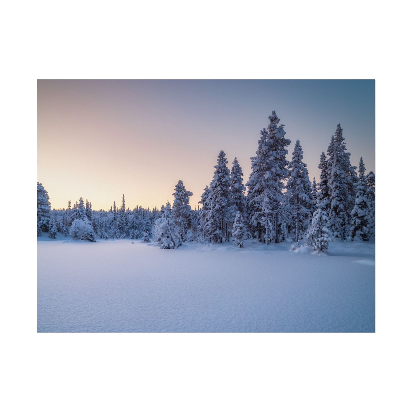 Snow-covered trees in a forest during twilight