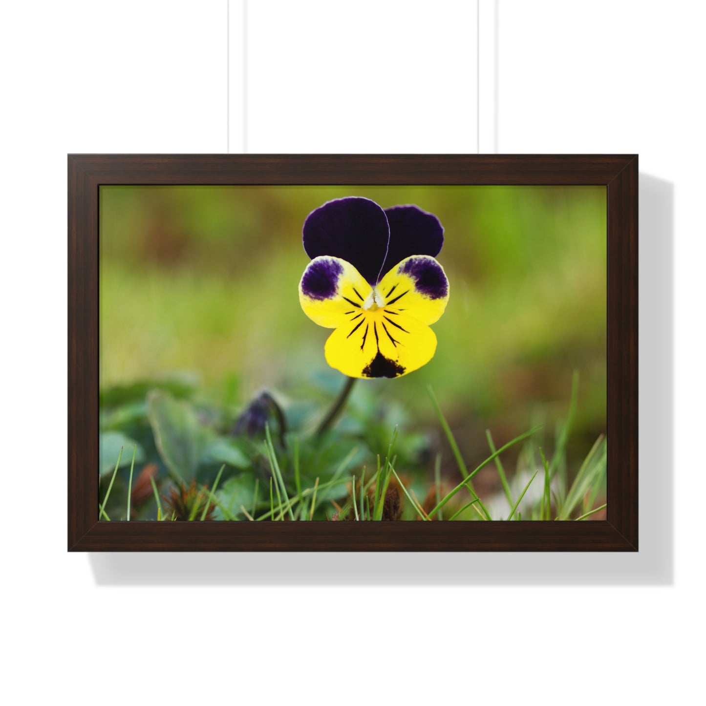Framed Purple & Yellow Pansy Wall Art Poster | Botanical Floral Wall Decor