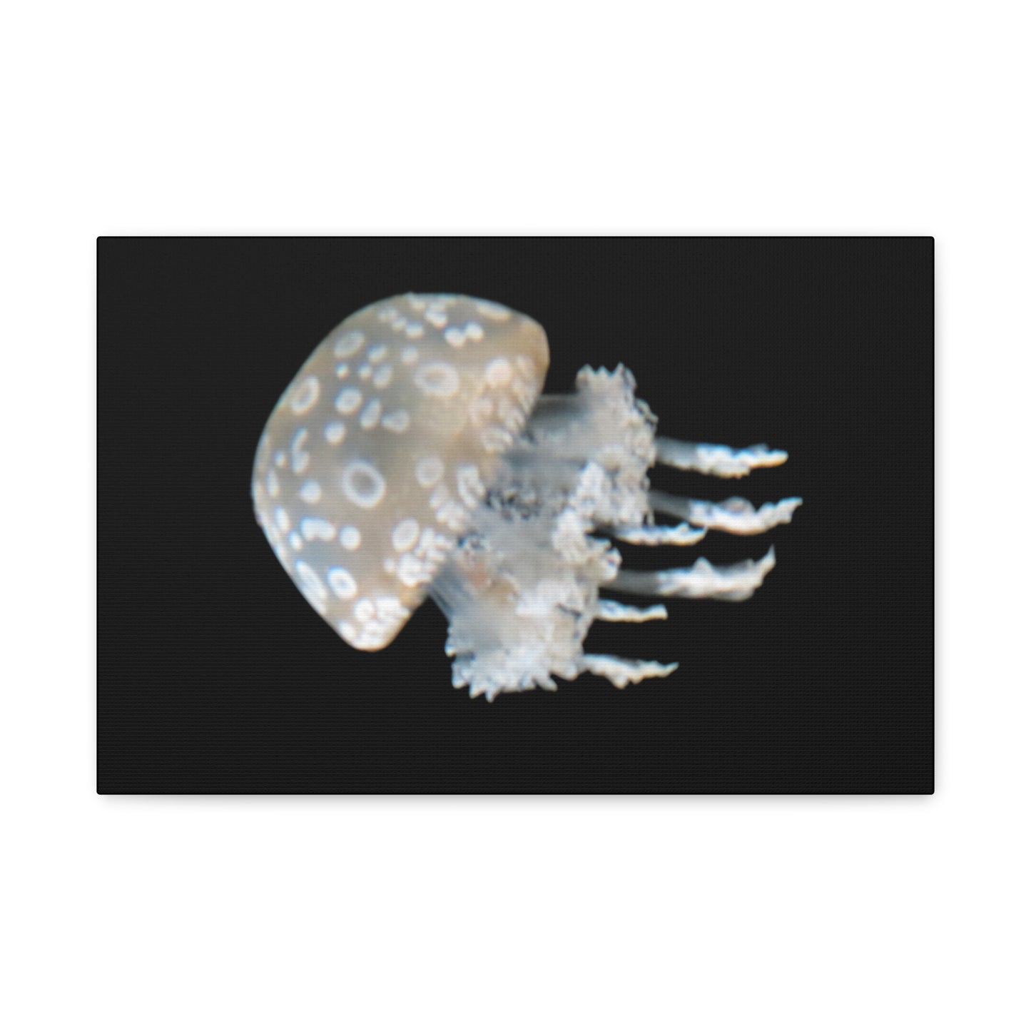 Jellyfish on a black background