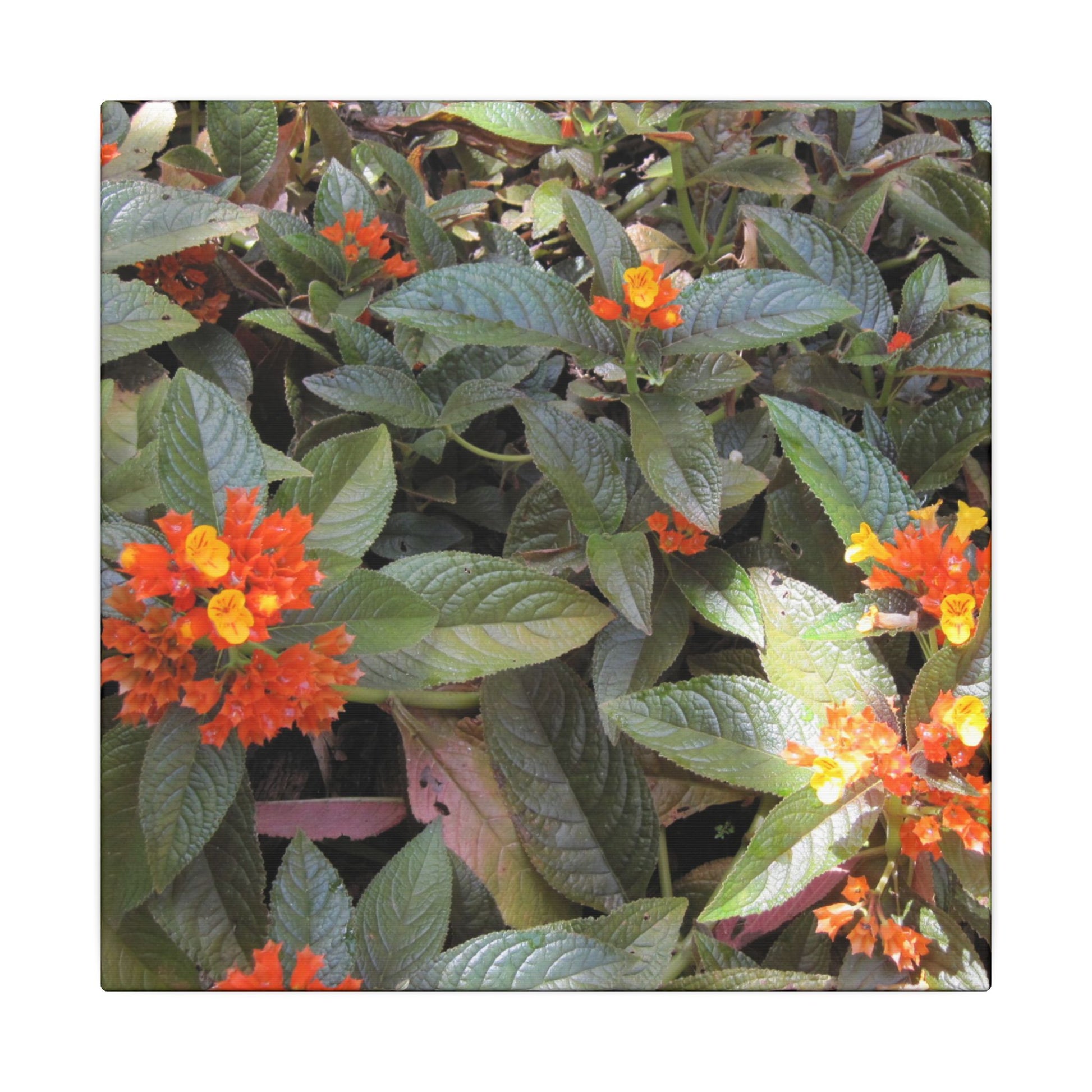 Close-up of green leaves with orange and yellow flowers