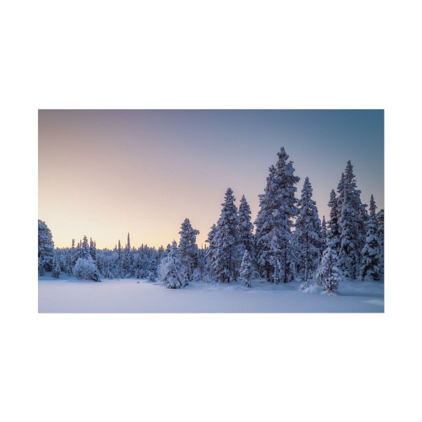 Snow-covered trees in a forest at dusk