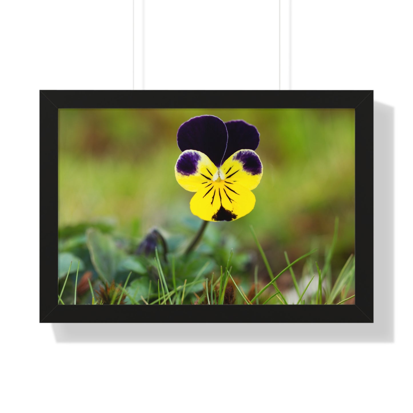 Framed Purple & Yellow Pansy Wall Art Poster | Botanical Floral Wall Decor
