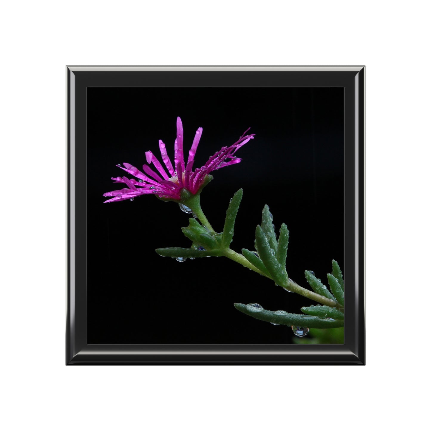 Framed photograph of a pink flower with green leaves on a black background
