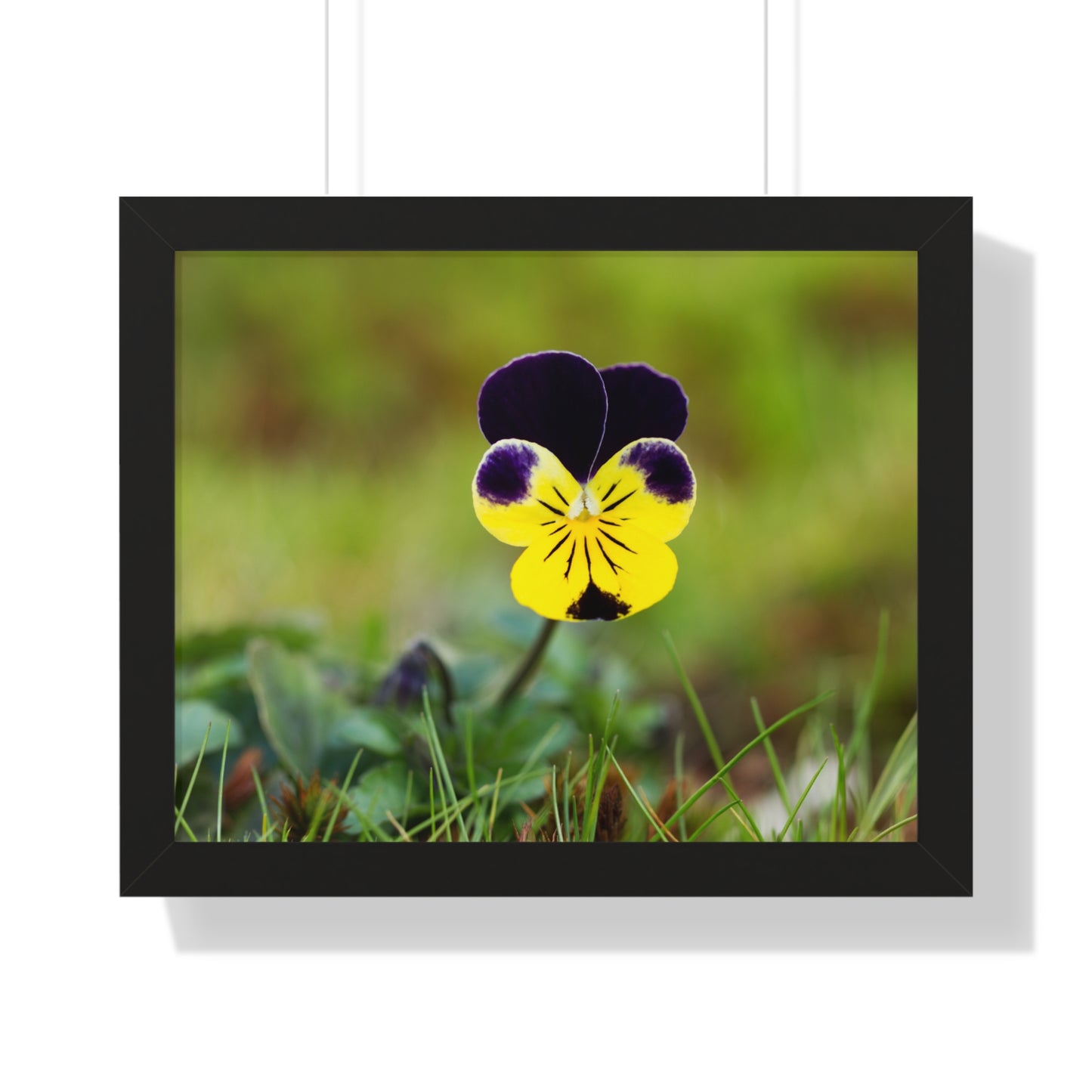 Framed Purple & Yellow Pansy Wall Art Poster | Botanical Floral Wall Decor