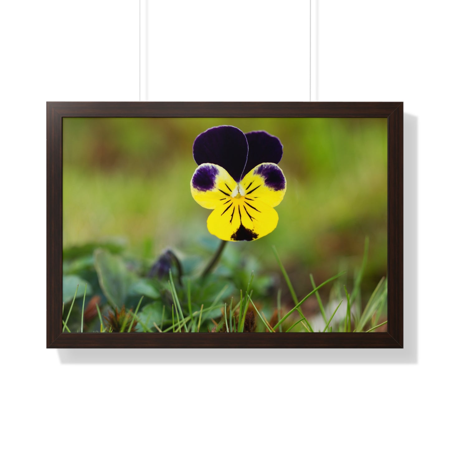 Framed Purple & Yellow Pansy Wall Art Poster | Botanical Floral Wall Decor