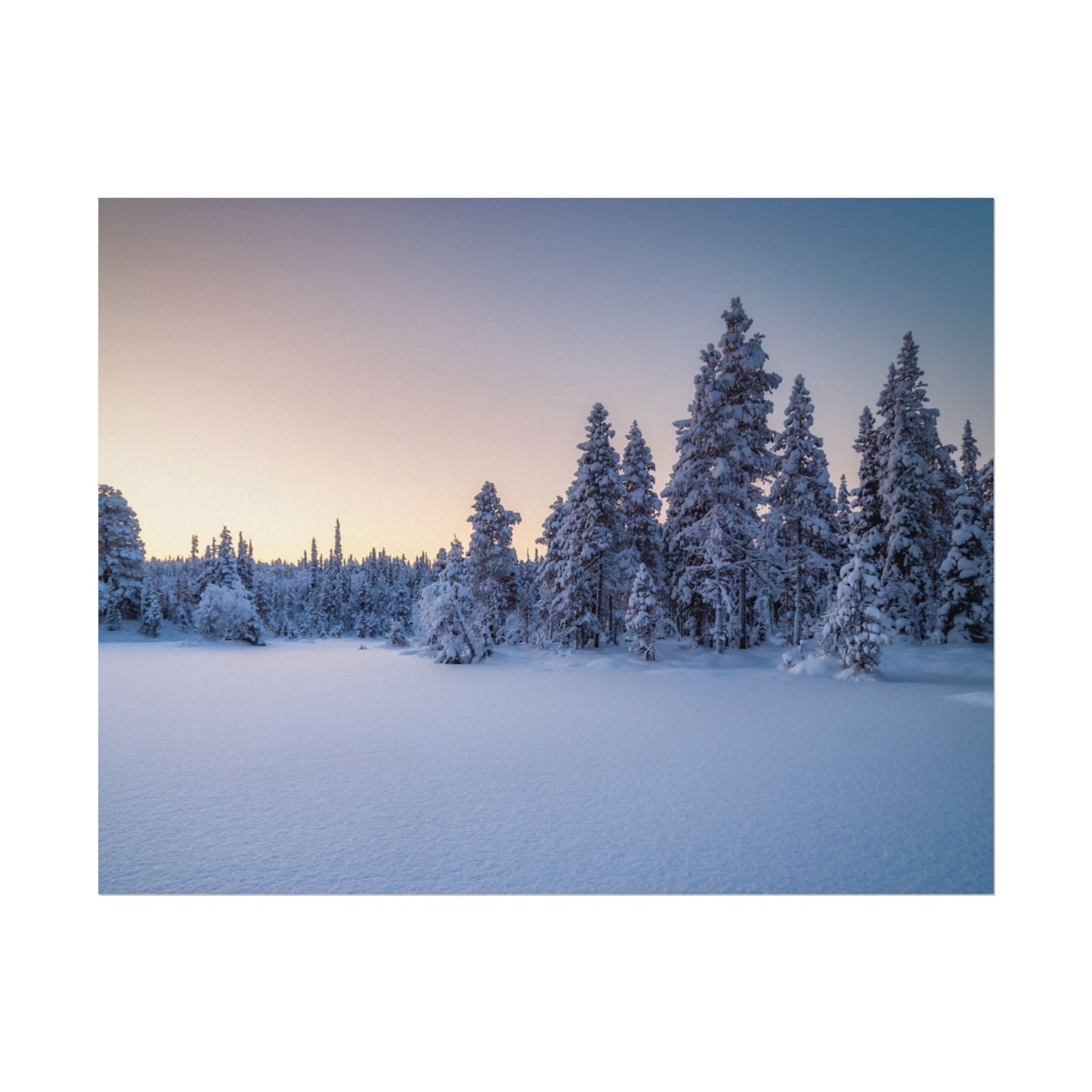 Snow-covered trees in a forest during winter