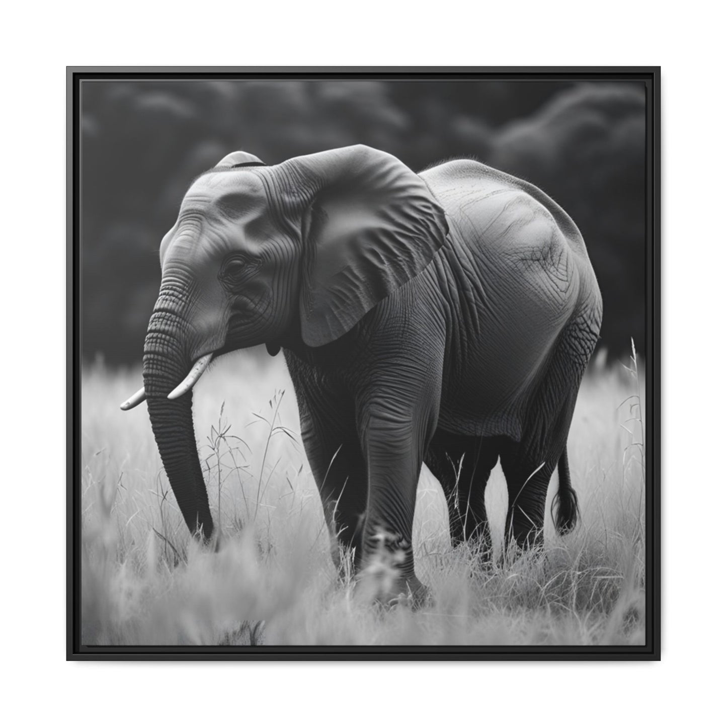 Black and white photo of an elephant in a grassy field with a blurred background