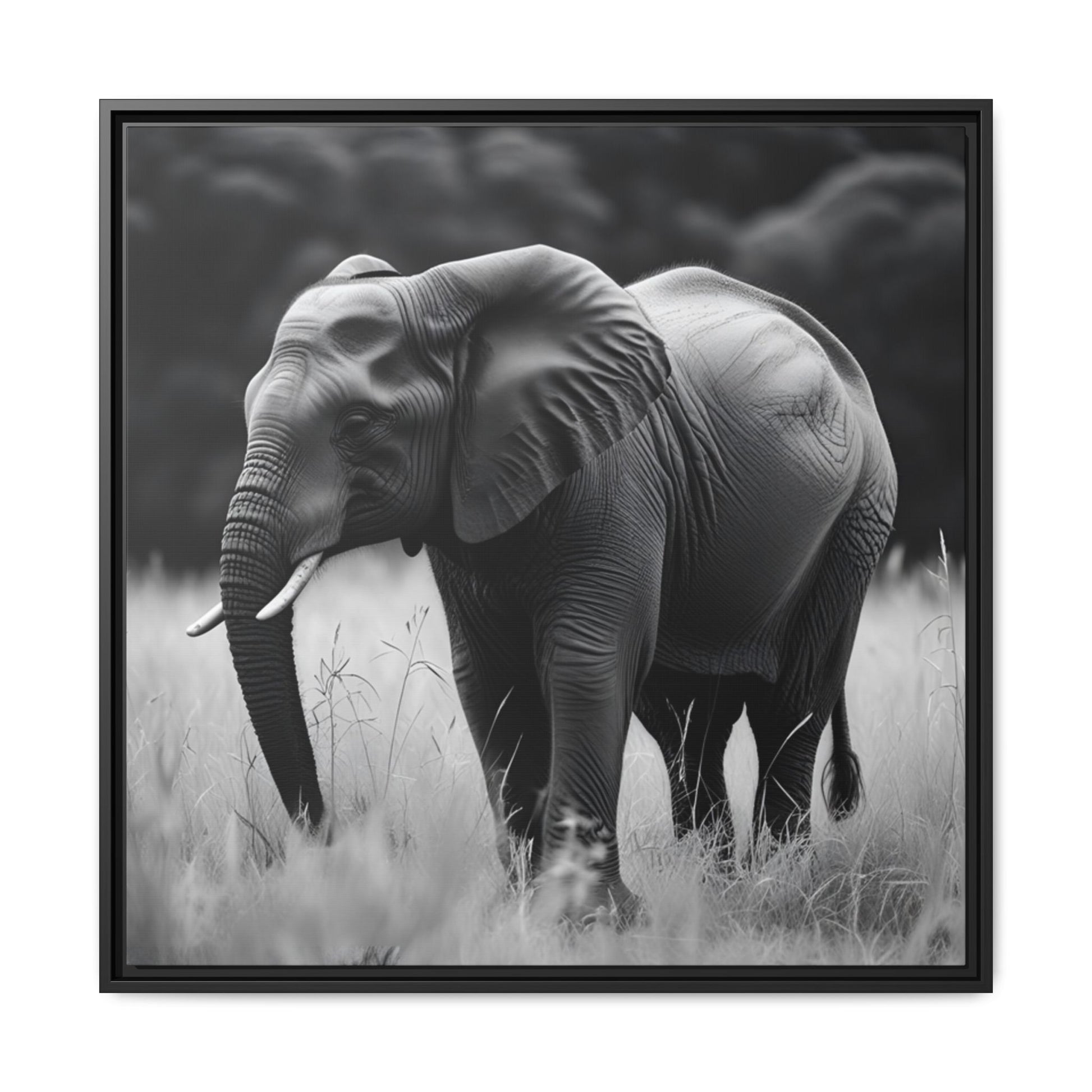 Framed black and white photograph of an elephant in a natural setting