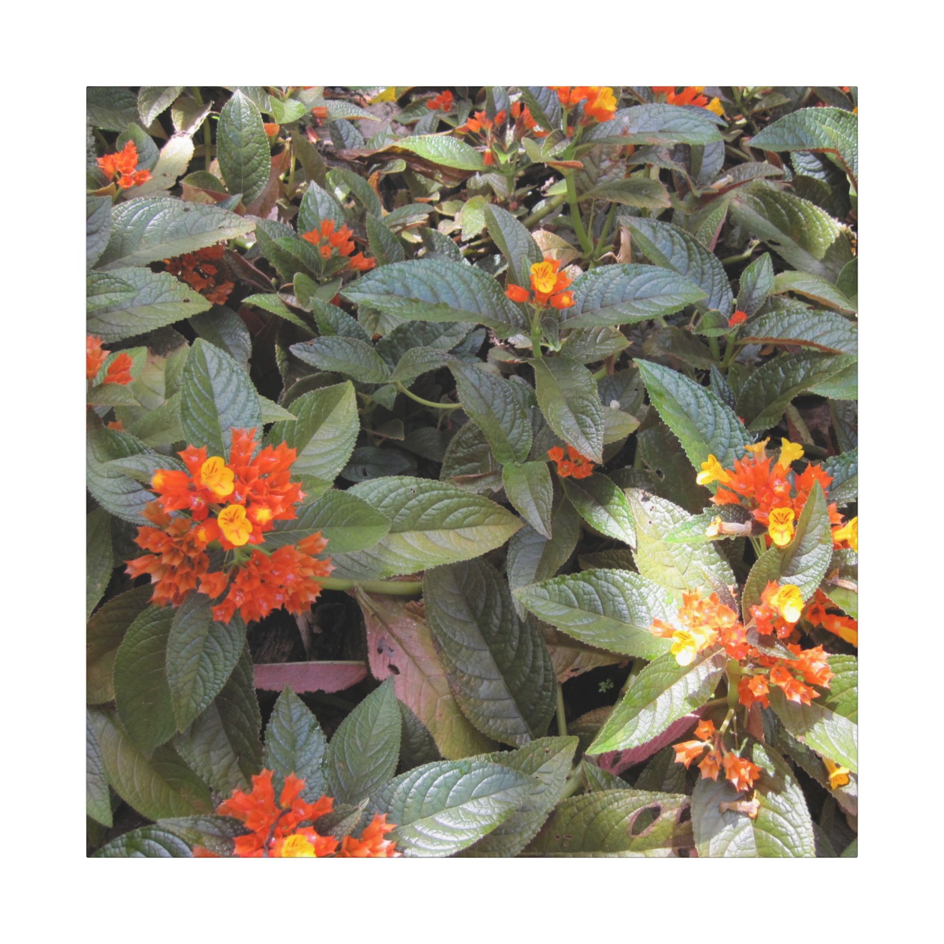 Close-up of green leaves with orange and yellow flowers