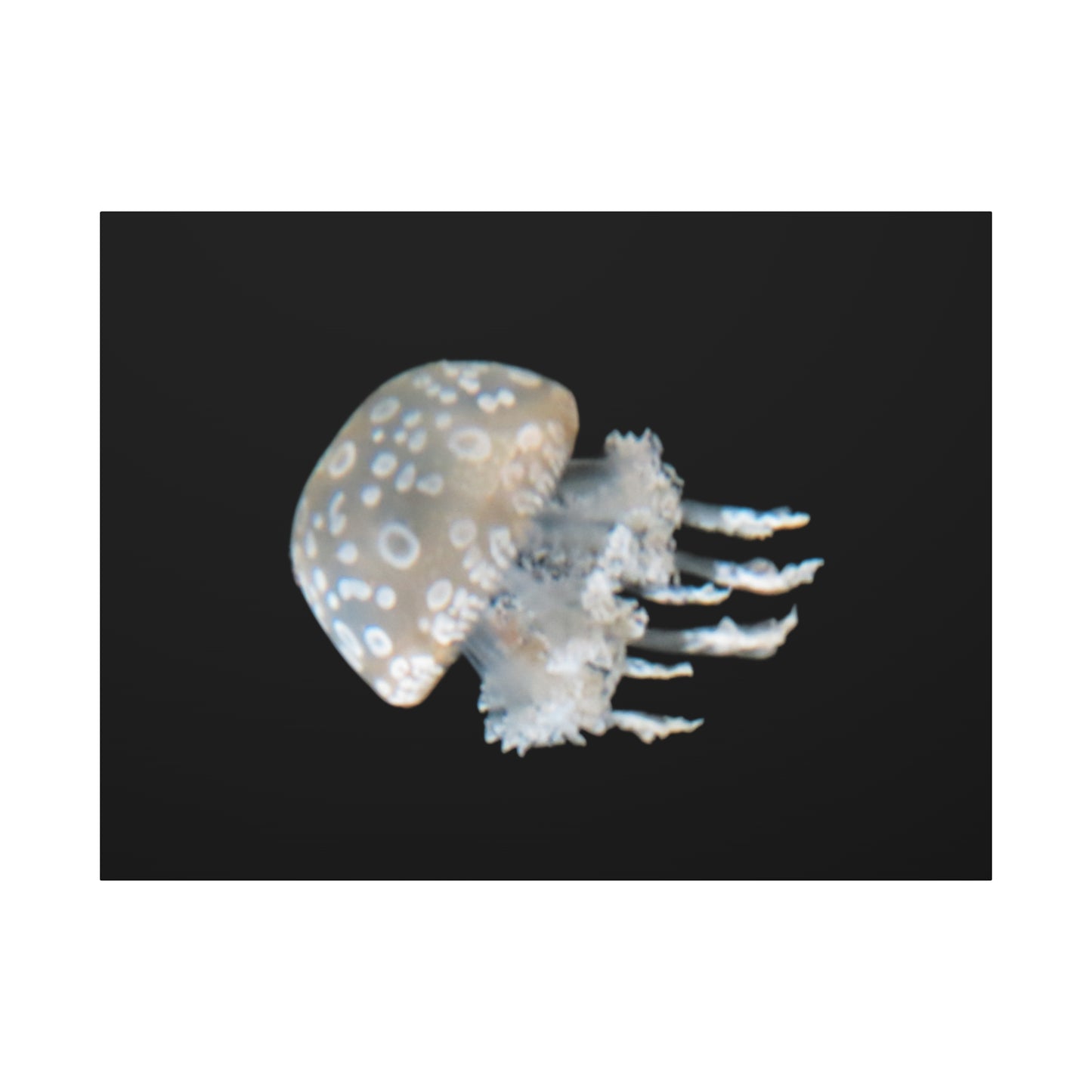 Jellyfish with spotted pattern on a black background