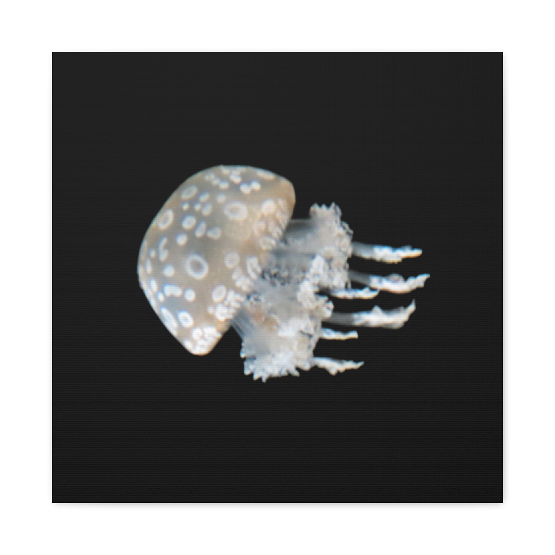 Jellyfish with spotted body on a black background