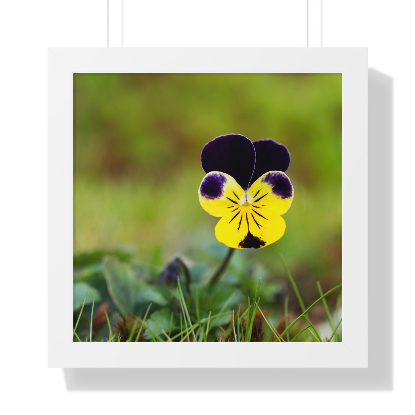 Framed Purple & Yellow Pansy Wall Art Poster | Botanical Floral Wall Decor