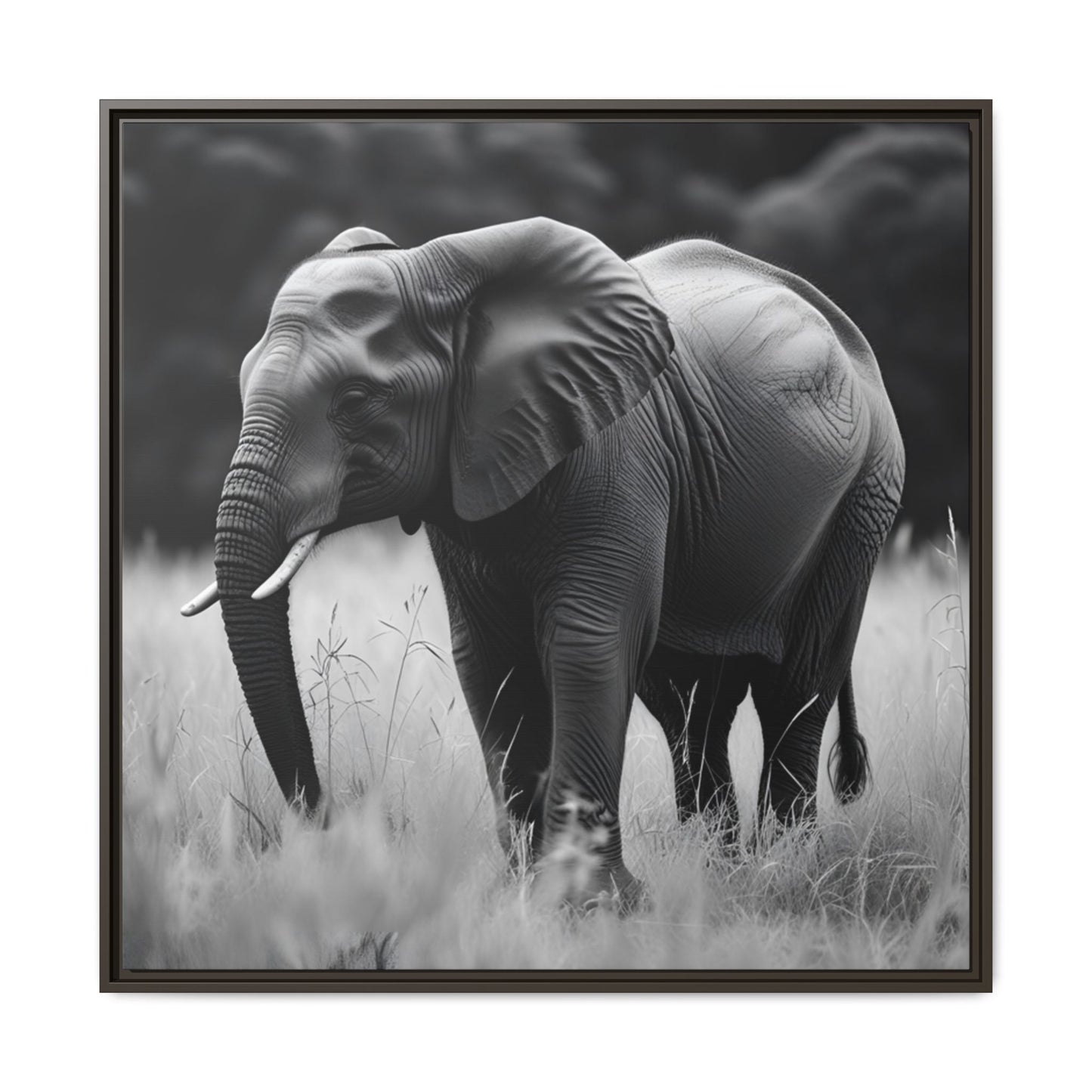 Framed black and white photograph of an elephant in a grassy field