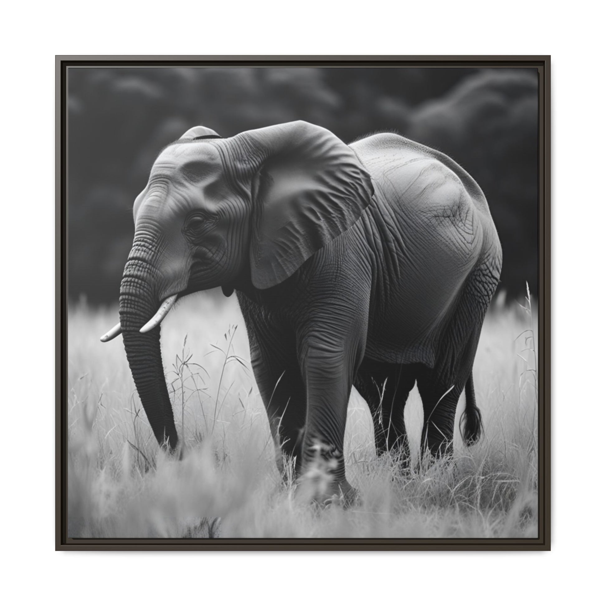 Framed black and white photograph of an elephant in a grassy field