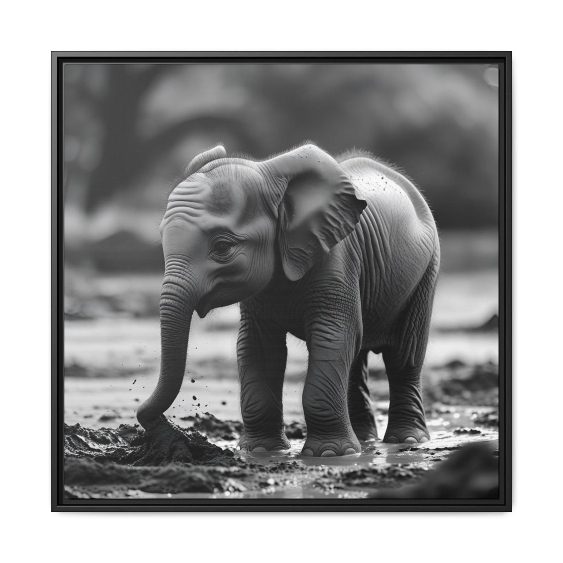 Black and white photo of a baby elephant playing in water