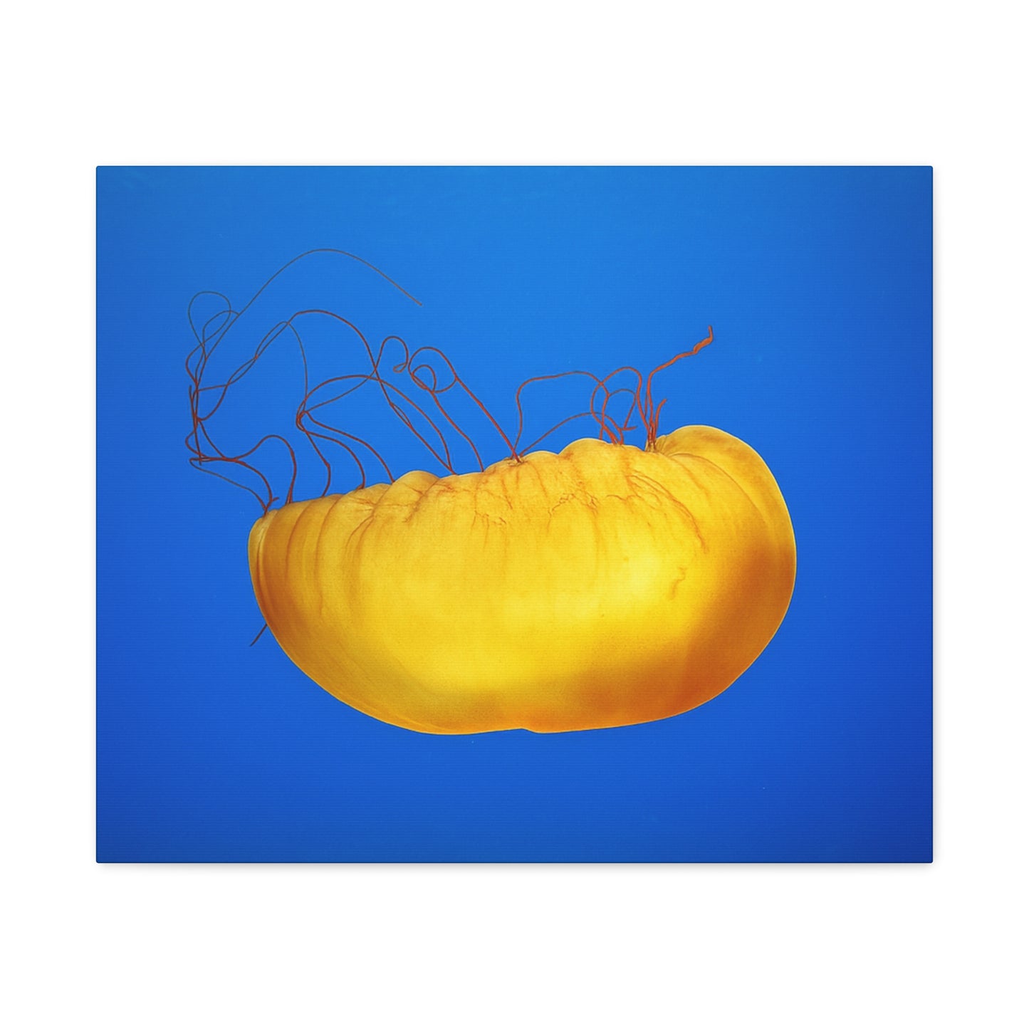 Golden Jellyfish Canvas Wall Art | Ocean Photography Print | Coastal Home Decor | Marine Life Artwork | Blue Sea Jellyfish Poster 1.25"