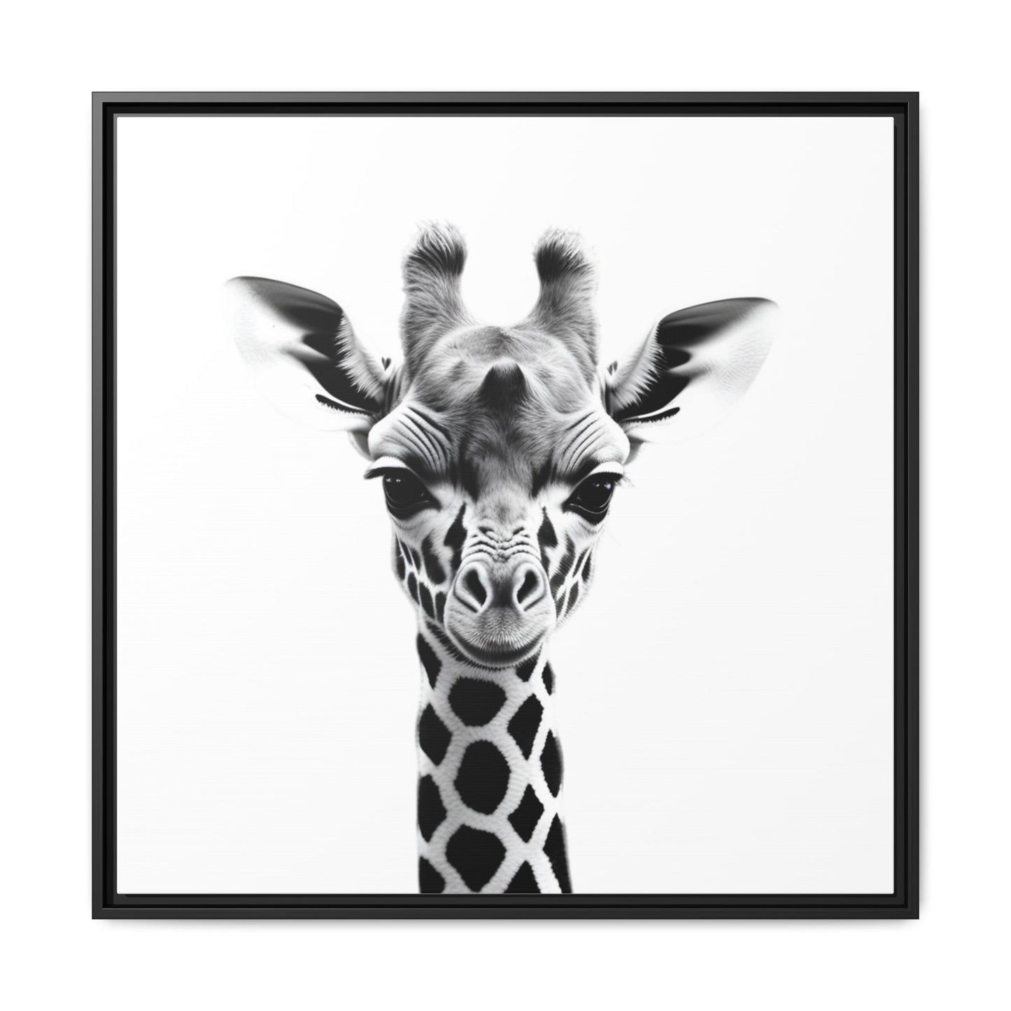 Baby Giraffe Wall Art Black & White Wildlife Photography Print, Cute Giraffe Lover Gift