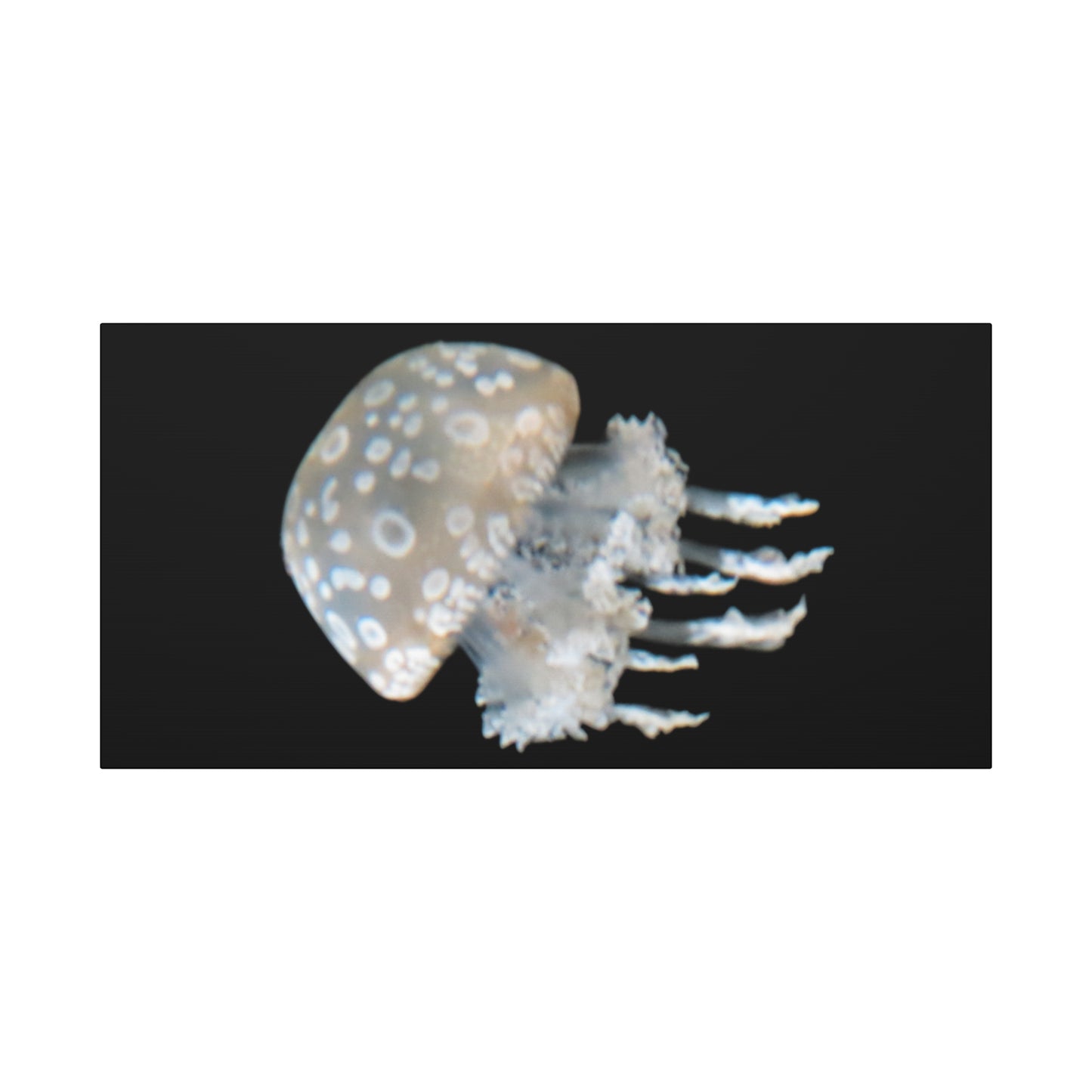 Jellyfish on a black background