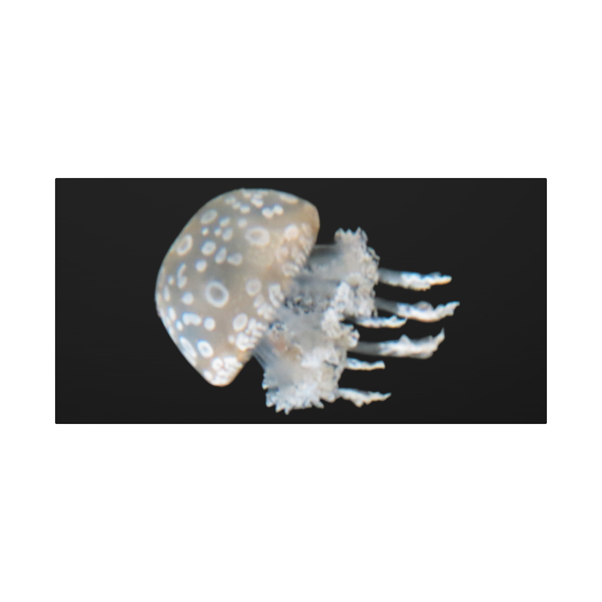 Jellyfish on a black background
