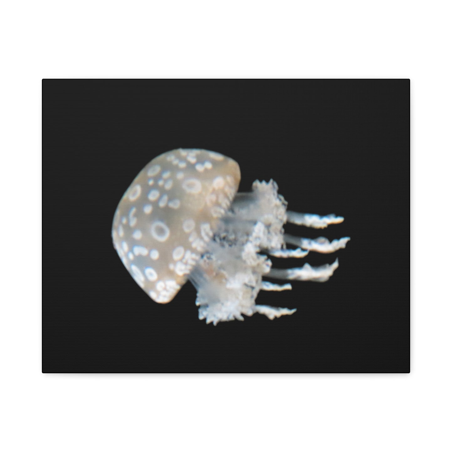 Jellyfish on a black background