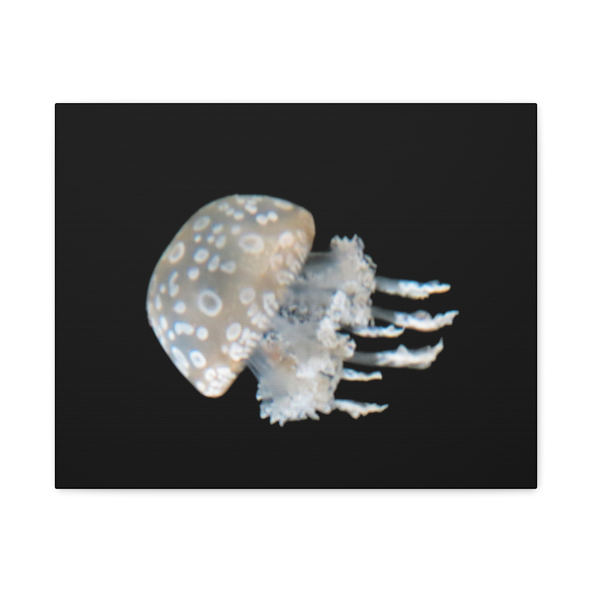 Jellyfish on a black background