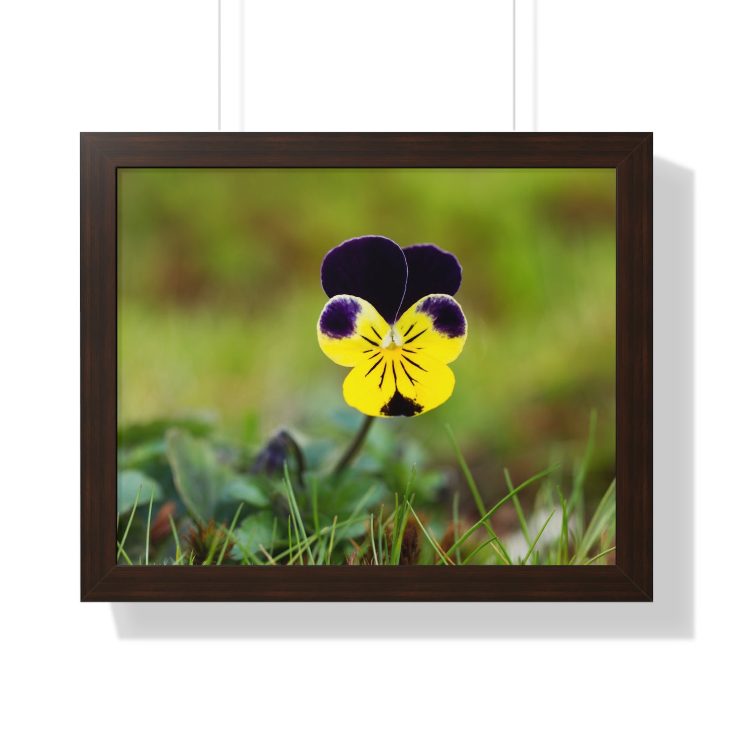Framed Purple & Yellow Pansy Wall Art Poster | Botanical Floral Wall Decor