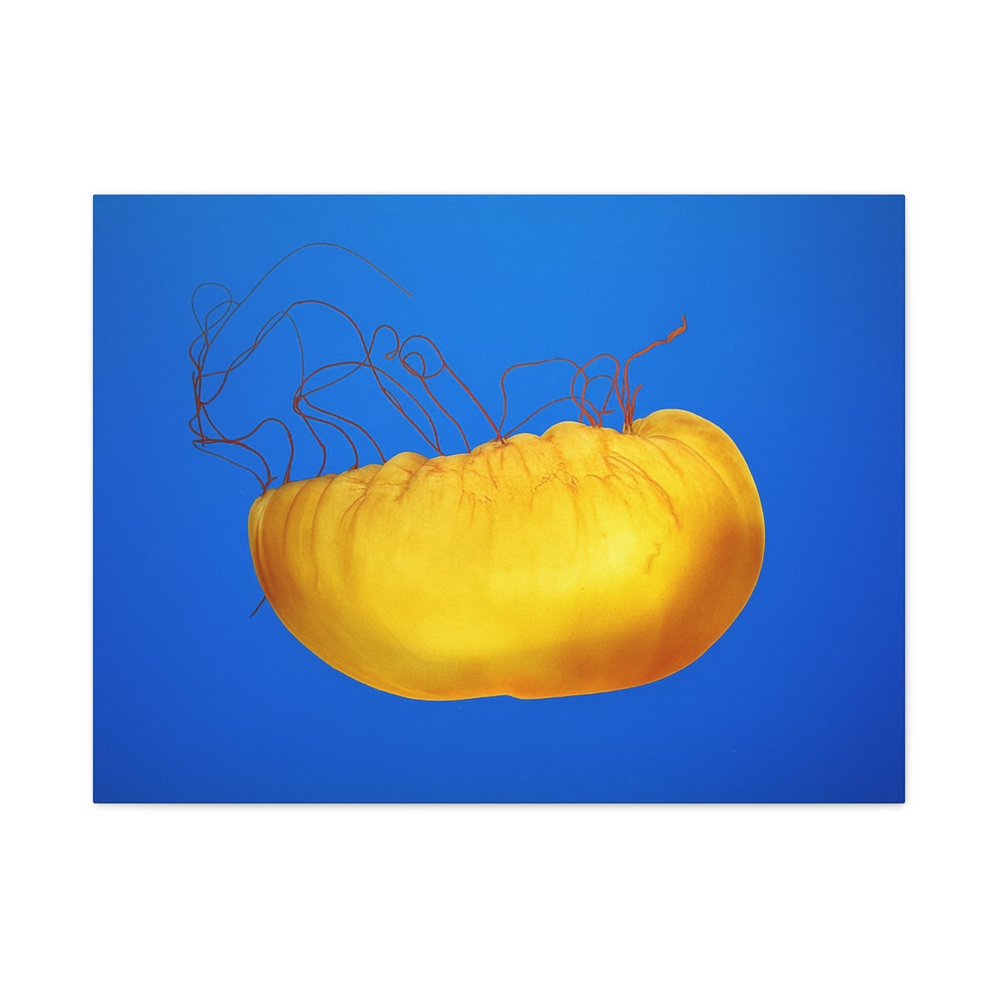 Golden Jellyfish Canvas Wall Art | Ocean Photography Print | Coastal Home Decor | Marine Life Artwork | Blue Sea Jellyfish Poster 1.25"