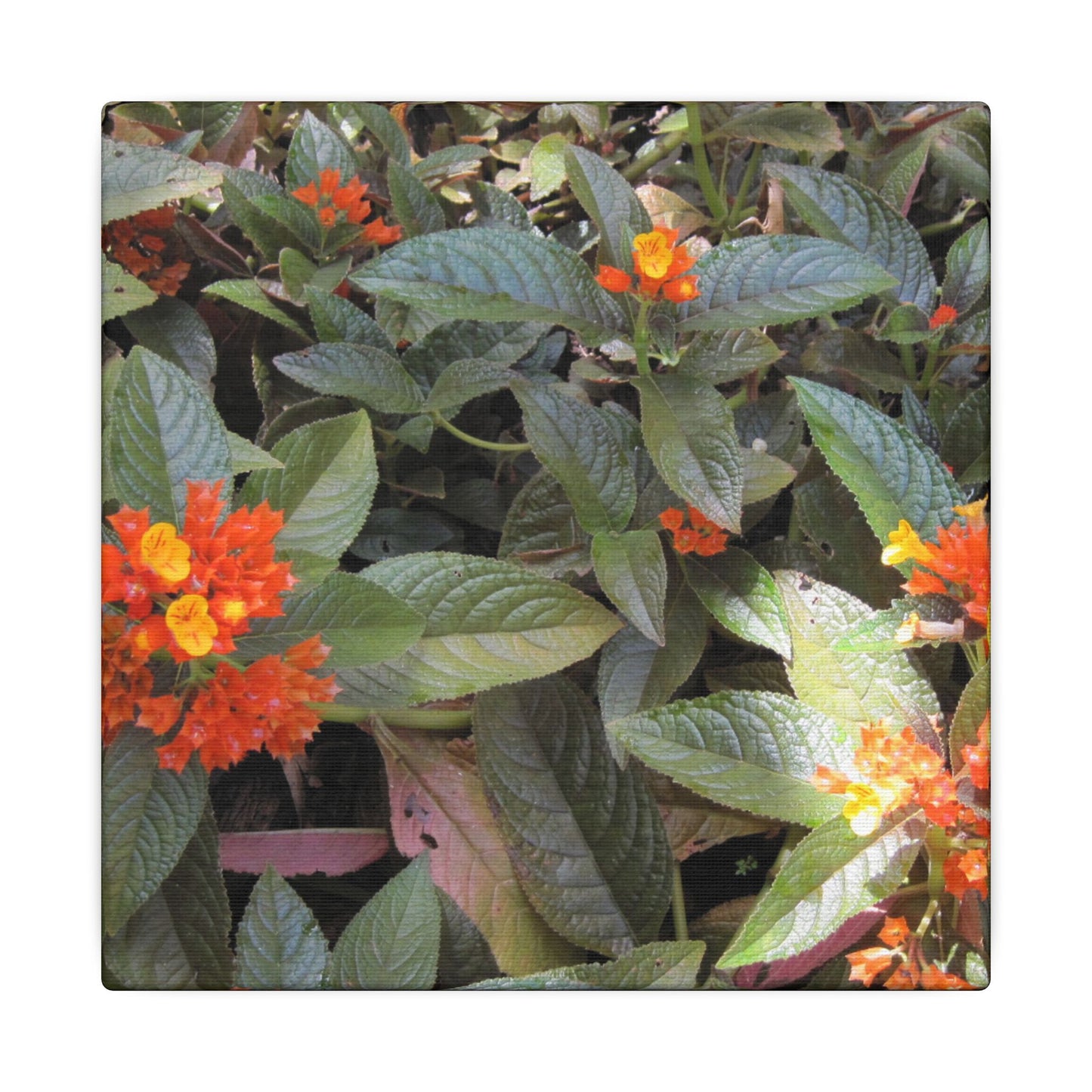 Close-up of green leaves with orange and yellow flowers