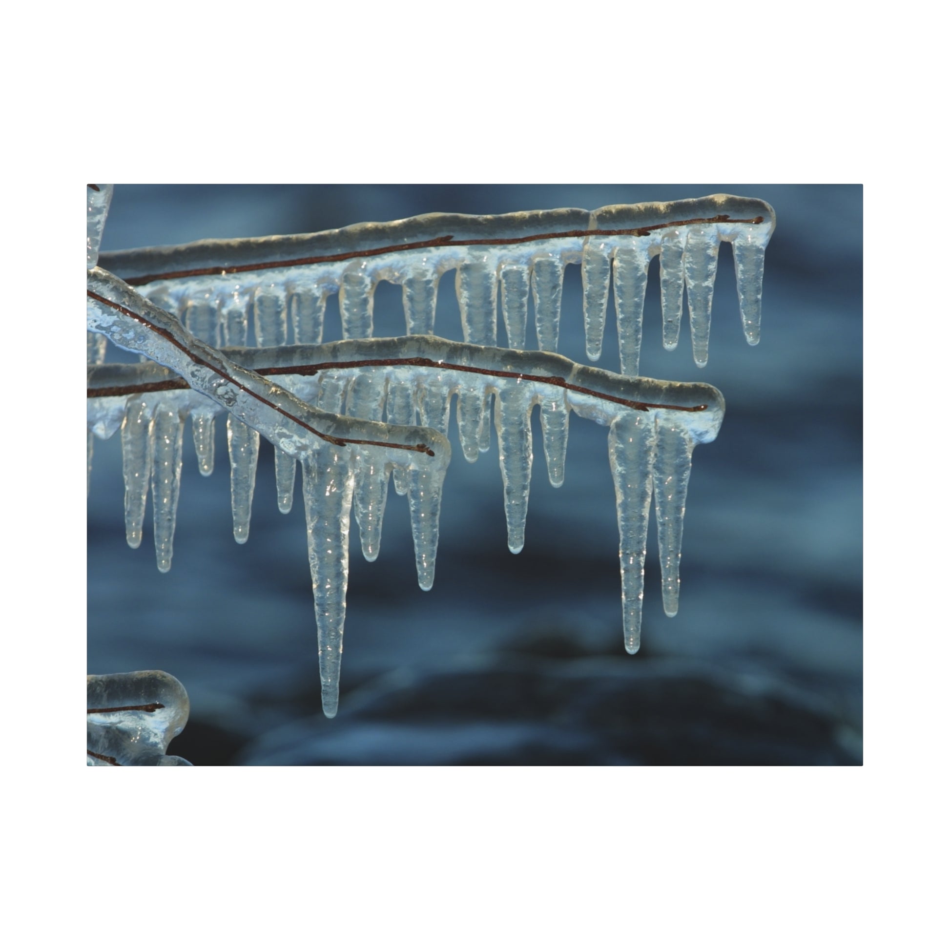 Icicles hanging from a branch against a dark blue background