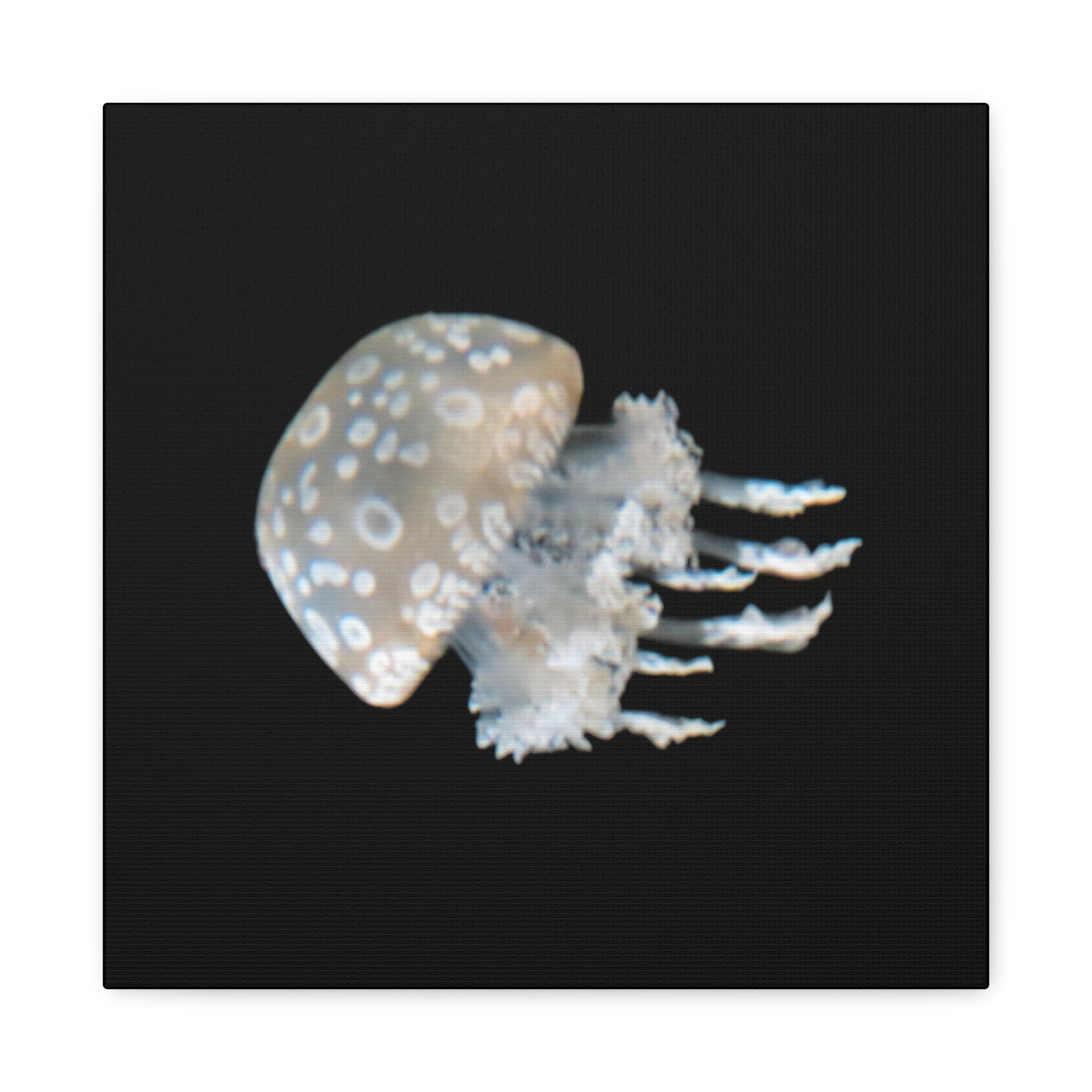 Jellyfish on a black background