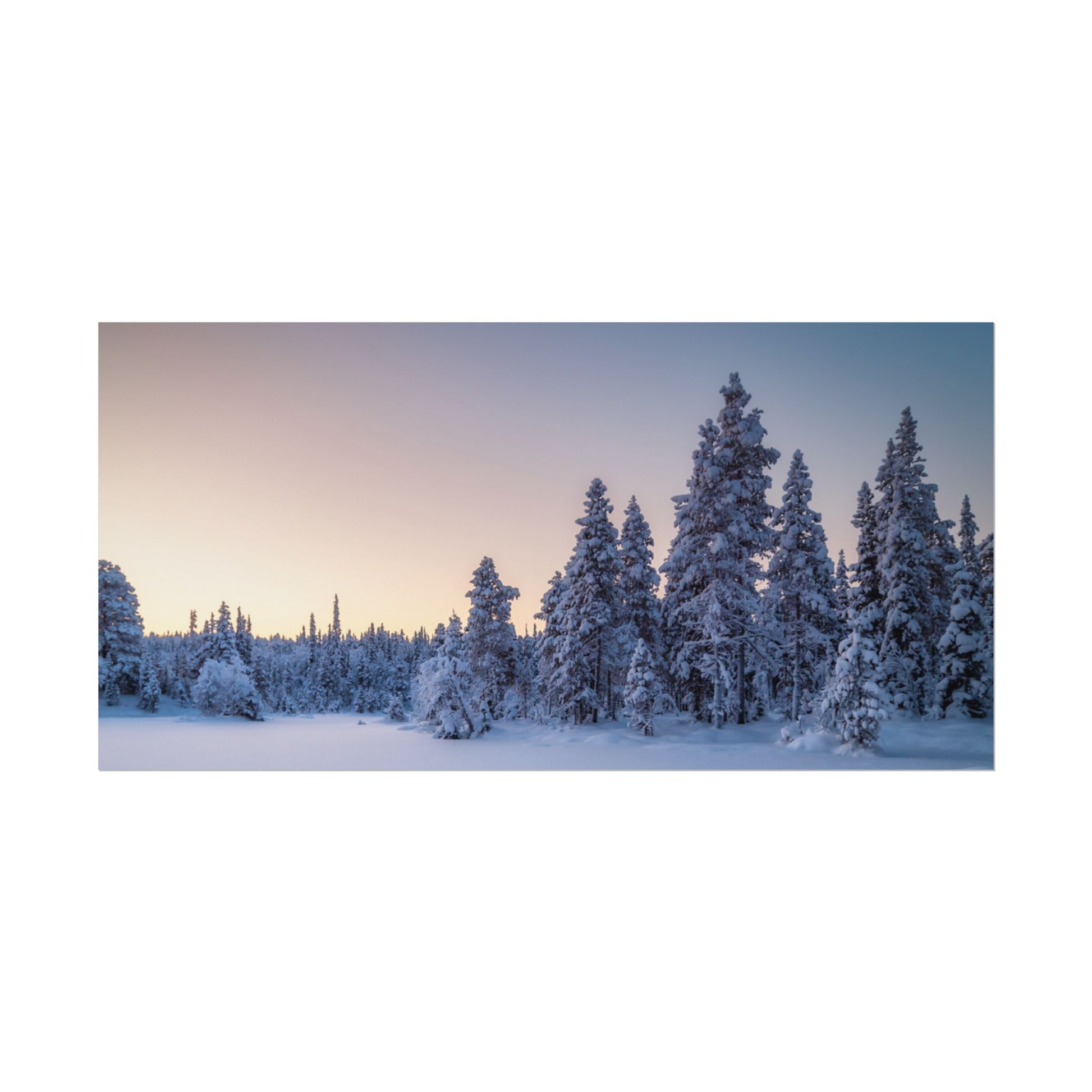Snow-covered trees in a forest during twilight