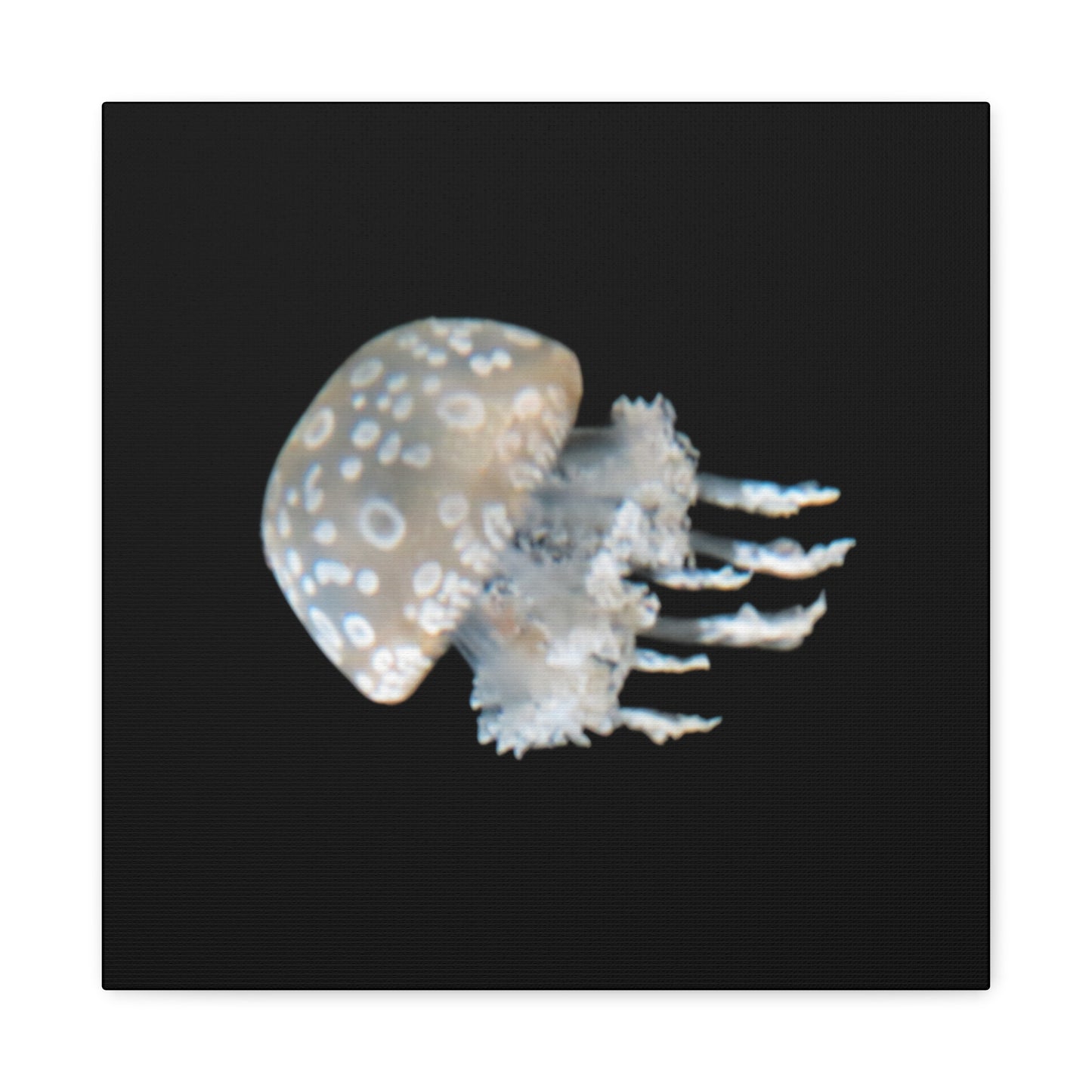 Jellyfish on a black background