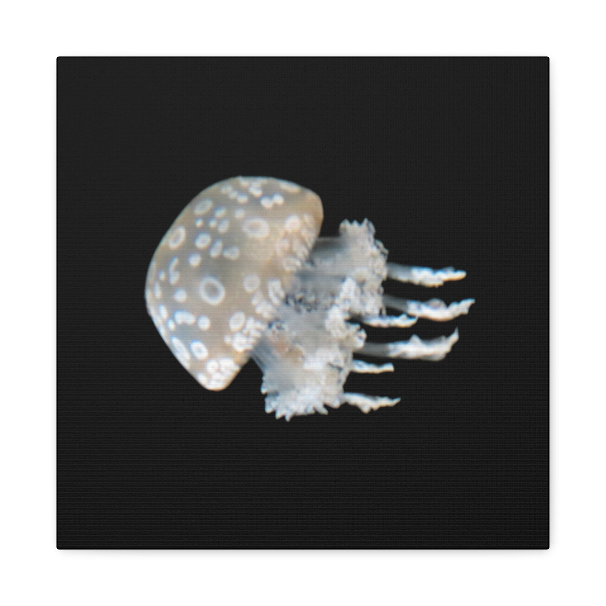 Jellyfish on a black background