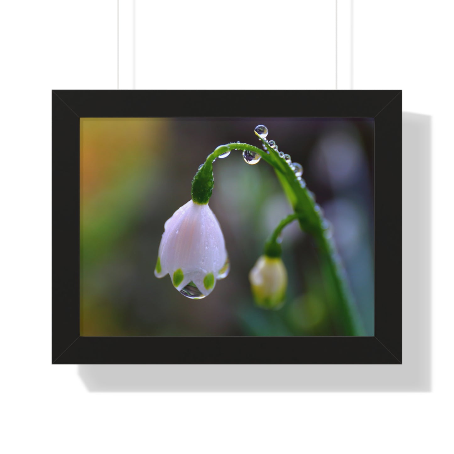 Framed photograph of a white flower with water droplets on a blurred background
