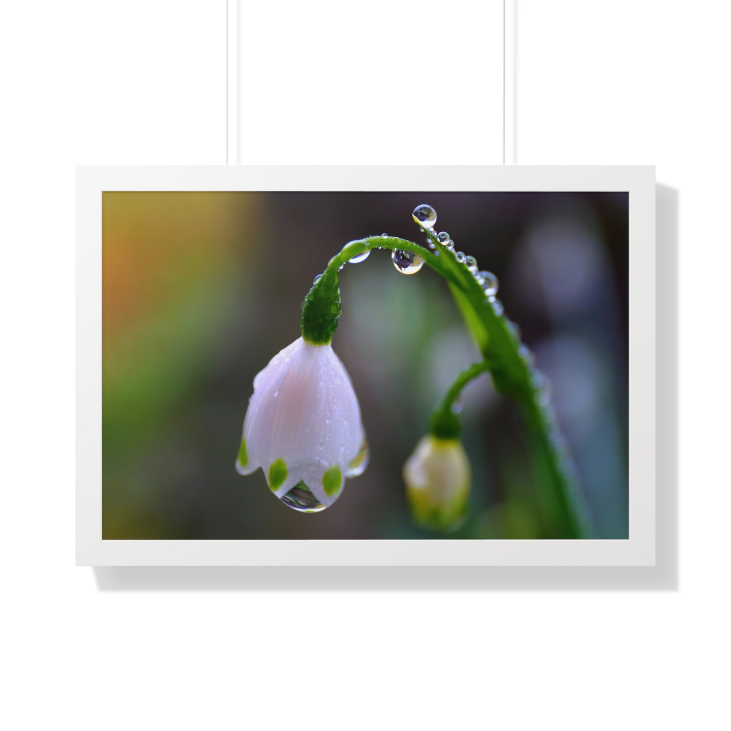 Dew Drop Flower Framed Wall Art – Macro Nature Photography, Minimalist Floral Print, Elegant Botanical Home Decor